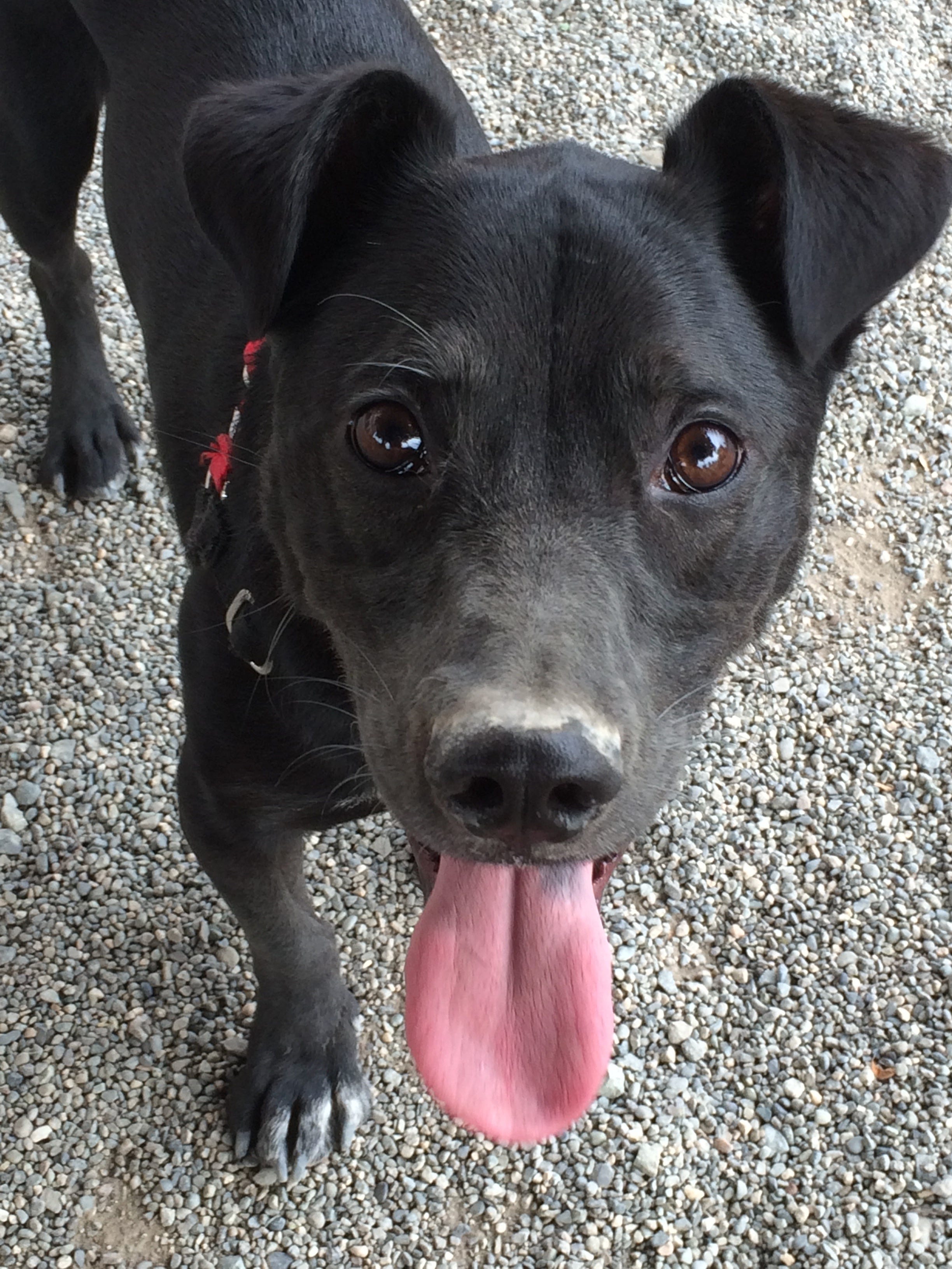 My lab/corgi mix Dexter